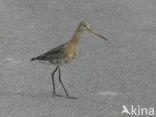 Grutto (Limosa limosa) 