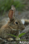 Haas (Lepus europaeus)