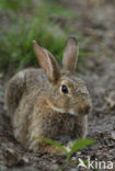 Haas (Lepus europaeus)