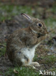 Haas (Lepus europaeus)