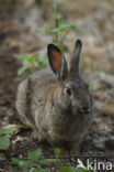 Haas (Lepus europaeus)