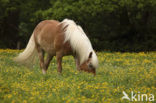 Haflinger paard (Equus spp)