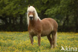 Haflinger paard (Equus spp)