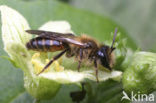 Heggenrankzandbij (Andrena florea)