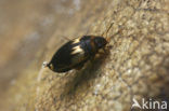 Hydroglyphus pusillus