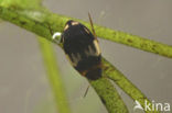 Hydroglyphus pusillus