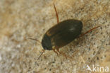 Hydroporus planus