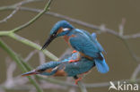 IJsvogel (Alcedo atthis)