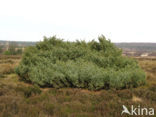 Jeneverbes (Juniperus communis)