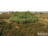 Jeneverbes (Juniperus communis)