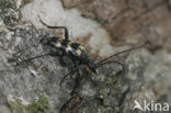 Judolia sexmaculata