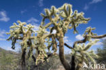 Jumping Cholla