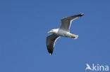 Kleine Mantelmeeuw (Larus fuscus)