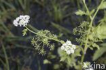 Kleine watereppe (Berula erecta)