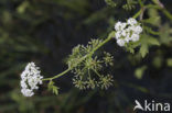 Kleine watereppe (Berula erecta)