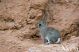 Konijn (Oryctolagus cuniculus) 