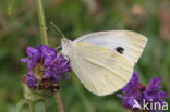 Koolwitje sp. (Pieris sp.)