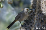 Curve-billed Thrasher (Toxostoma curvirostre)