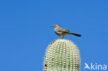 Krombekspotlijster (Toxostoma curvirostre)