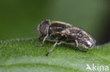 Kustvlekoog (Eristalinus aeneus)