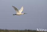 Lepelaar (Platalea leucorodia)