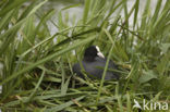 Meerkoet (Fulica atra)