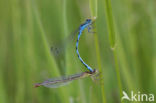 Mercuurwaterjuffer (Coenagrion mercuriale) 