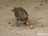 Merel (Turdus merula)