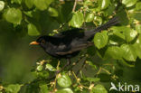 Merel (Turdus merula)