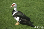 Muskuseend (Cairina moschata)