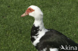 Muskuseend (Cairina moschata)