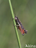 Negertje (Omocestus rufipes)