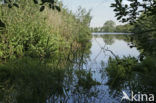 Nieuwkoopse Plassen