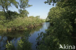 Nieuwkoopse Plassen