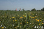 Nieuwkoopse Plassen