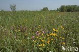 Nieuwkoopse Plassen