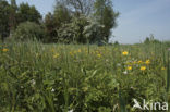 Nieuwkoopse Plassen