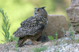 Oehoe (Bubo bubo)