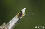 Oostelijke witsnuitlibel (Leucorrhinia albifrons) 