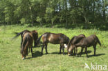 Paard (Equus spp)