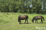 Paard (Equus spp)