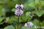 Pepermunt (Mentha x piperita)