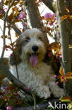 Petit Basset Griffon Vendéen (Canis domesticus)