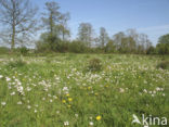 Pinksterbloem (Cardamine pratensis)