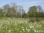 Pinksterbloem (Cardamine pratensis)