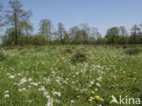 Pinksterbloem (Cardamine pratensis)