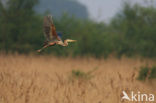 Purperreiger (Ardea purpurea) 