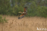 Purperreiger (Ardea purpurea) 