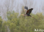 Purperreiger (Ardea purpurea) 