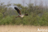 Purperreiger (Ardea purpurea) 